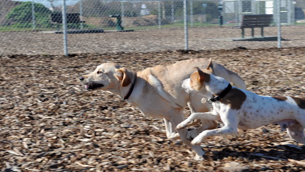 Dog Park at Natividad Creek Park photo 2